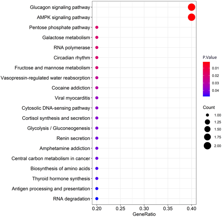 Partial visualization of KEGG pathway enrichment analysis for target genes (The bubble plot). KEGG pathway enrichment analysis was performed on the target genes in the ceRNA network, and it was found that the target genes were enriched in the glucagon signaling pathway, AMPK signaling pathway, vasopressin-regulated water reabsorption, and renin secretion circadian rhythm and other 20 signal pathways. (Count: number of enriched genes; GeneRatio: number of enriched genes/number of background genes).