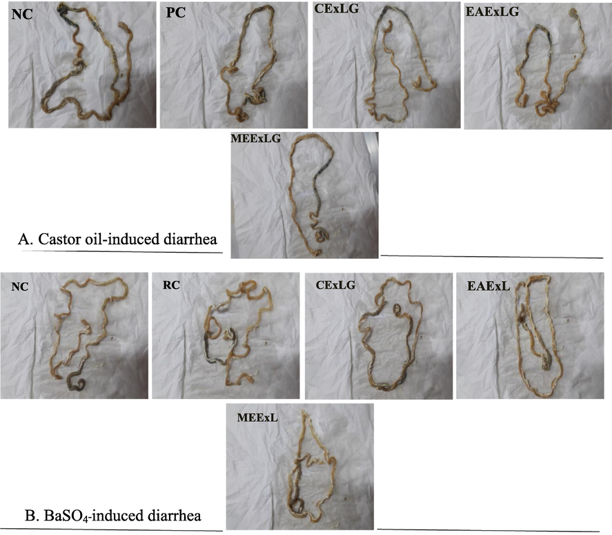 Photographs of isolated rat small intestinal tracts showing the distance traveled by activated charcoal in A. Castor oil-induced motility test; B. BaSO4-induced motility test after administrating CEXLG; EAxLG and MExLG.