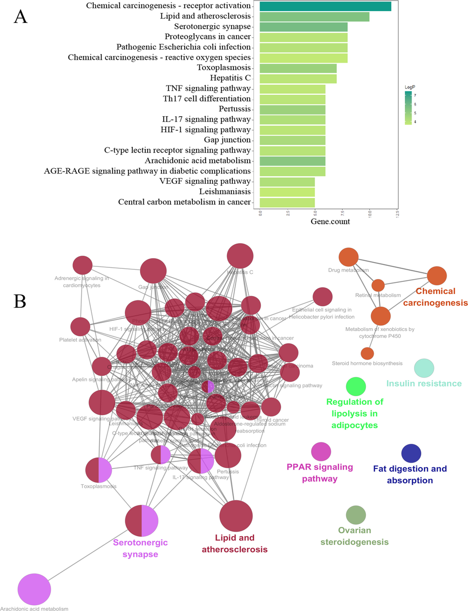 KEGG pathway enrichment analysis (A) The bar chart on the top 20 significantly enriched KEGG pathway terms by RStudio; (B) The network diagram of KEGG pathway enrichment analysis by clueGO. (Each node indicates the enriched KEGG pathway term, the more significant the p-value is, the larger the node is; different colors represent different pathway groups, the bold font is treated as the pathway representation, and the line between nodes means the correlation among pathways).