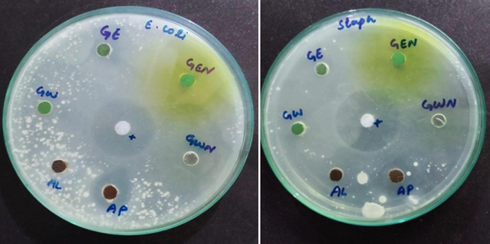 The inhibition zones (mm) of (Cr2O3)aq = GW, (Cr2O3)aqNa = GWN, (Cr2O3)et = GE, (Cr2O3)etNa = GEN against E. Coli (left) and S. aureus (right) in agar well diffusion method.