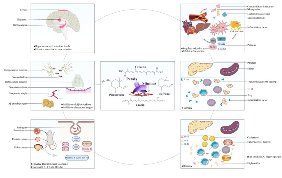 Pharmacological activity of stigma and petals and their active ingredients.