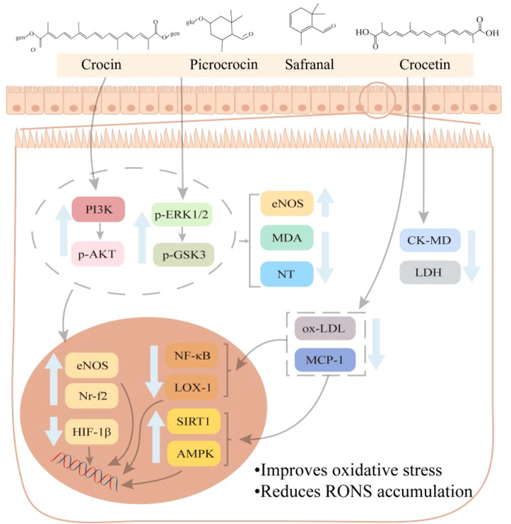 Anti-cardiovascular mechanism of Crocus sativus L. and its active components.