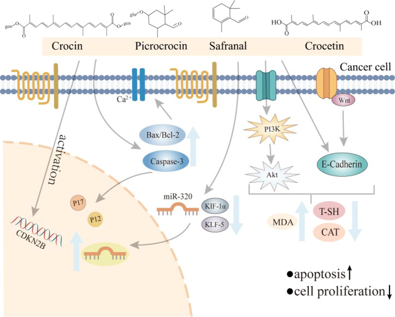 Anticancer mechanism of Crocus sativus L. and its active components.