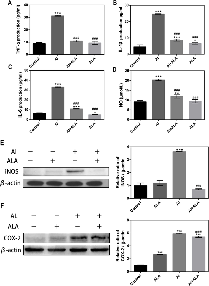 The effects of Al and ALA on inflammatory cytokines and mediators in RAW 264.7 cells. (A) TNF-α level. (B) IL-1β level. (C) IL-6 level. (D) NO content. (E) iNOS expression. (F) COX-2 expression. Various treatment conditions (control, Al, ALA, Al + ALA) were exposure to cells with 24 h incubation. The concentrations of Al and ALA were 10 mM and 50 μM, respectively. Data obtained from three individual experiments was displayed as mean ± SD. *P < 0.05, **P < 0.01 and ***P < 0.001 vs. control group. #P < 0.05, ###P < 0.001 vs. Al group.