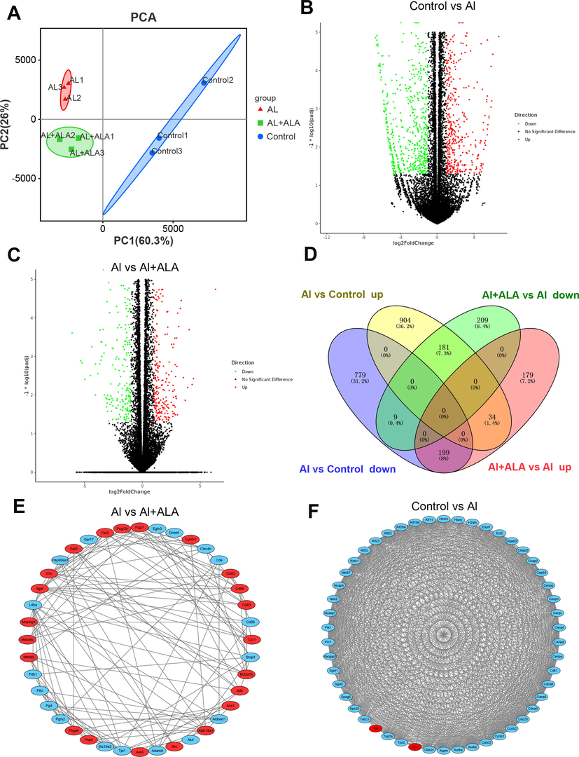 Bioinformatics analysis of DEGs. (A) PCA of DEGs in three groups (control (blue dots), Al (red dots), Al + ALA (green dots)). (B-C) Volcano plots of DEGs generated from various processing. (D) Transcriptome Venn diagram of DEGs sets from different treatment groups (control, Al, ALA, Al + ALA). (E-F) In PPI network, 40 and 50 of the most tightly connected protein nodes in the Al + AlA group and the Al group were analyzed. The upregulated and downregulated genes was shown in red and blue, respectively.