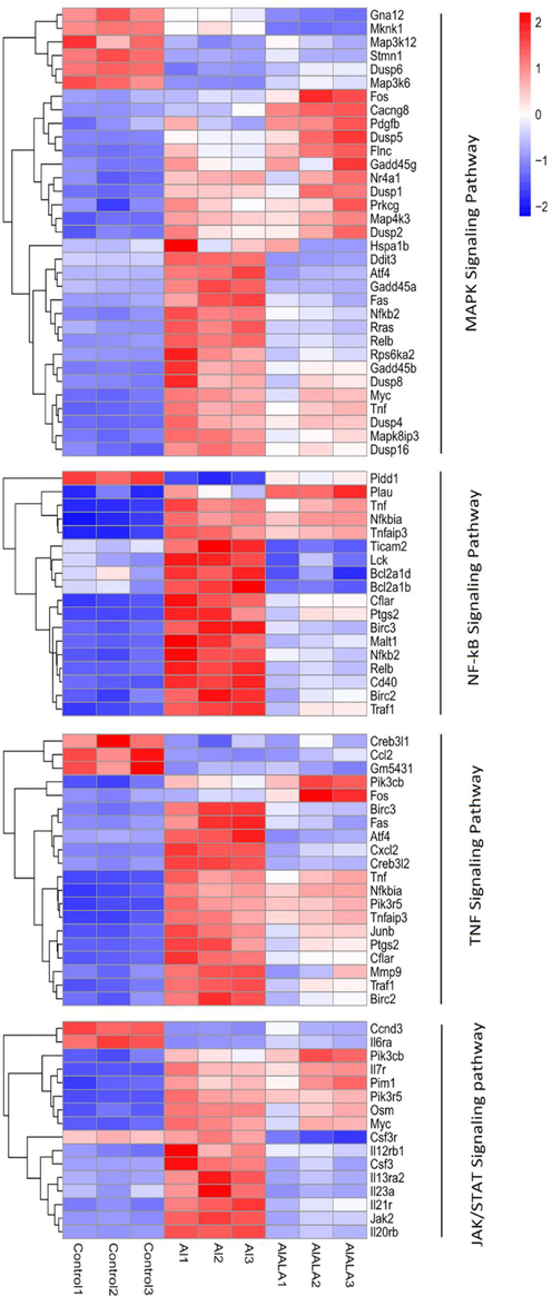 KEGG classification of DEGs was performed based on FPKM data. Heatmap showed the mechanism of Al-induced inflammatory response Al and ALA’s protection. Red represents up-regulated genes, and blue represent down-regulated genes. White represents an unchanged expression.