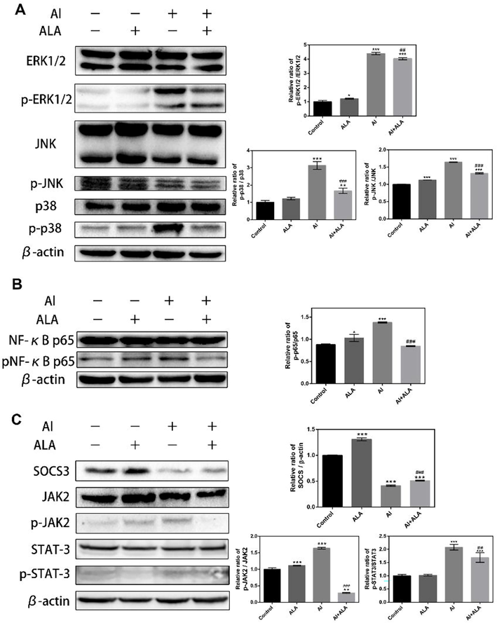 The effects of Al and ALA on the enriched pathways using western blot analysis. (A-B) Effects of Al and ALA on NF-κB and MAPKs inflammatory signaling pathways by. (C) Effects of Al and ALA on the JAK2/STAT3/SOCS3 inflammatory signaling pathway. RAW264.7 macrophages were stimulated with Al (10 mM) alone or co-cultured with ALA (50 μM) for 24 h. Data obtained from three individual experiments was displayed as mean ± SD. **P < 0.01, ***P < 0.001 vs. control group. ##P < 0.01, ###P < 0.001 vs. Al group.