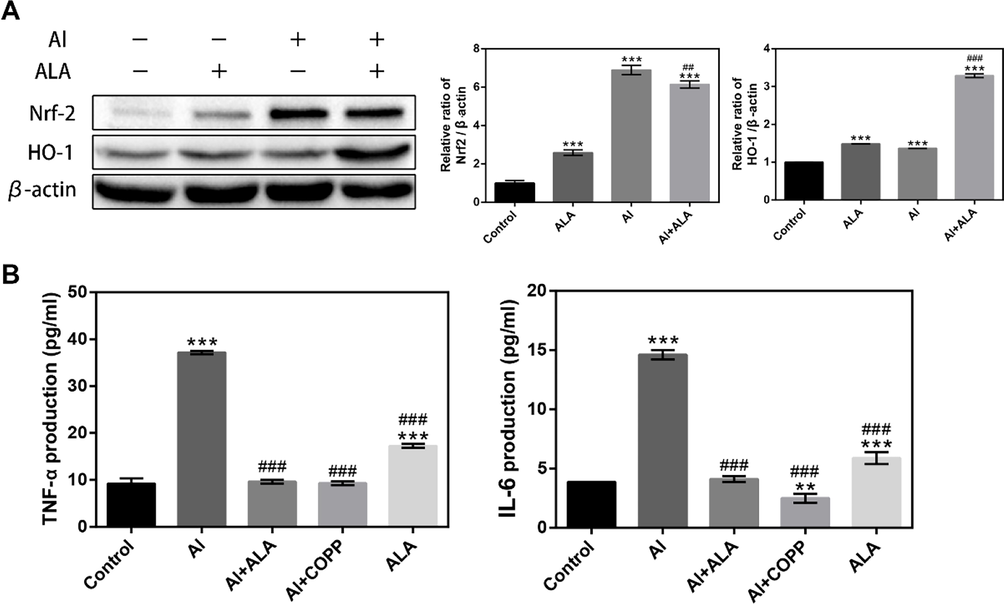 ALA in Al-induced RAW264.7 cell can turn on the Nrf2 signaling pathway. (A) Western blot analysis of ALA on Nrf2/HO-1 inflammatory signaling pathways in Al-induced RAW264.7 cells. (B) HO-1 mediated the inhibitory effects of ALA on TNF-α and IL-6 in Al-induced RAW264.7 cells. The data obtained from three individual experiments were collected shown as mean ± SD. **P < 0.01, ***P < 0.001 compared with the control group. ##P < 0.01, ###P < 0.001 compared with the Al group.