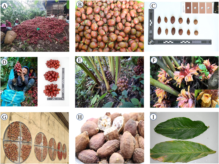 A. tsao-ko: A: Harvesting; B: Fresh fruit; C: Different fruit shapes; D: Fruit ear; E: Growth environment; F: Flower; G: Dry naturally; H: Dried fruit; I: Leaves.