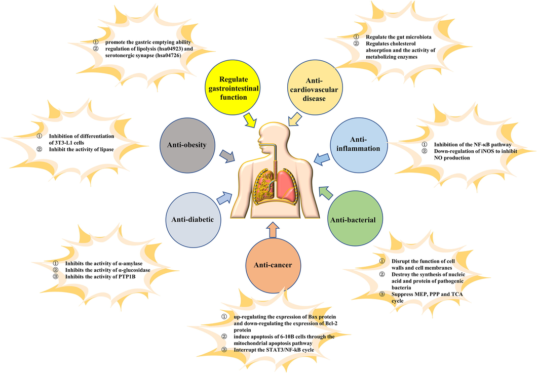 Pharmacological action and mechanism of A. tsao-ko.