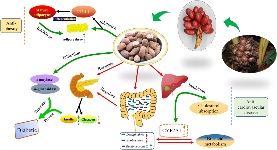 Pathway of active ingredients of A. tsao-ko in regulating metabolic syndrome.