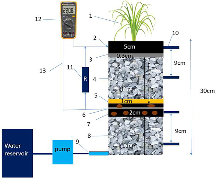 Schematic diagram of CW-MFC (1) cymbopogon nardus, (2) GAC cathode, (3) stainless steel mesh, (4) gravel middle layer, (5) glass wool, (6) GAC anode, (7) bacterial strain, (8) gravel bottom layer (9) influent, (10) effluent sampling ports (11) resistance (12) digital multimeter, (13) copper wires.