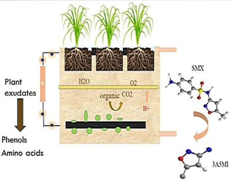 Working operation of constructed wetland microbial fuel cell.