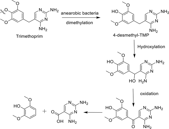 Scheme showing the reaction mechanism for degradation of TMP.