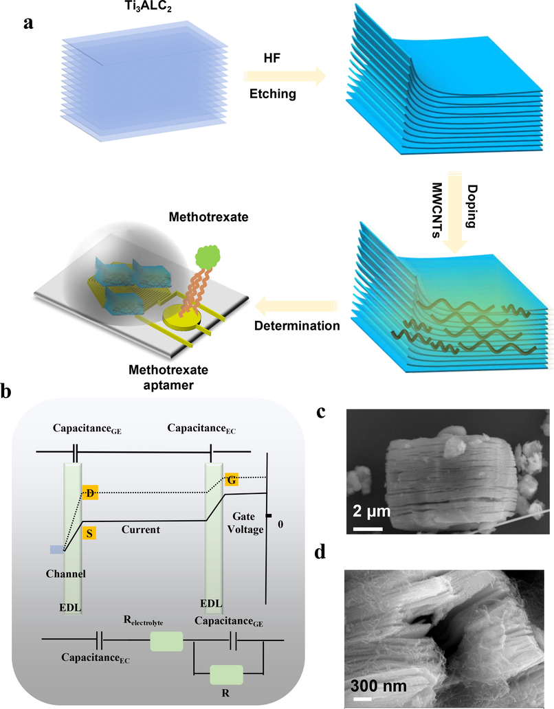 A) illustrative scheme of fabrication of hybrid MMSFETs for ultrasensitive determination of methotrexate. b) The mechanism of field effect transistor and corresponding electrical double layers (EDLs). SEM photography of c) pristine MXene and d) MWCNTs-doped MXene.