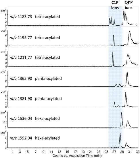 NACE-MS extracted ion electropherograms (EIEs) of some representative deprotonated ions from the tetra-, penta-, and hexa-acylated lipid A families presented in the P. aeruginosa PAO1 extract. Capillary dimensions: 55 cm × 50 µm, applied voltage: –30 kV (reversed CE polarity, detection at the anodic end), pressure assistance: 0 min: 5 mbar, 25 min: 30 mbar. BGE: 50:50 (v/v) methanol:chloroform with 0.72:0.24 (v/v) Et3N:AcOH. Notations: C1P refers to C1-monophosphorylated, and C4′P refers to C4′-monophosphorylated lipid A species. Confirmation of the phosphorylation site was based on the positive ion CID mass spectra of lipid A.