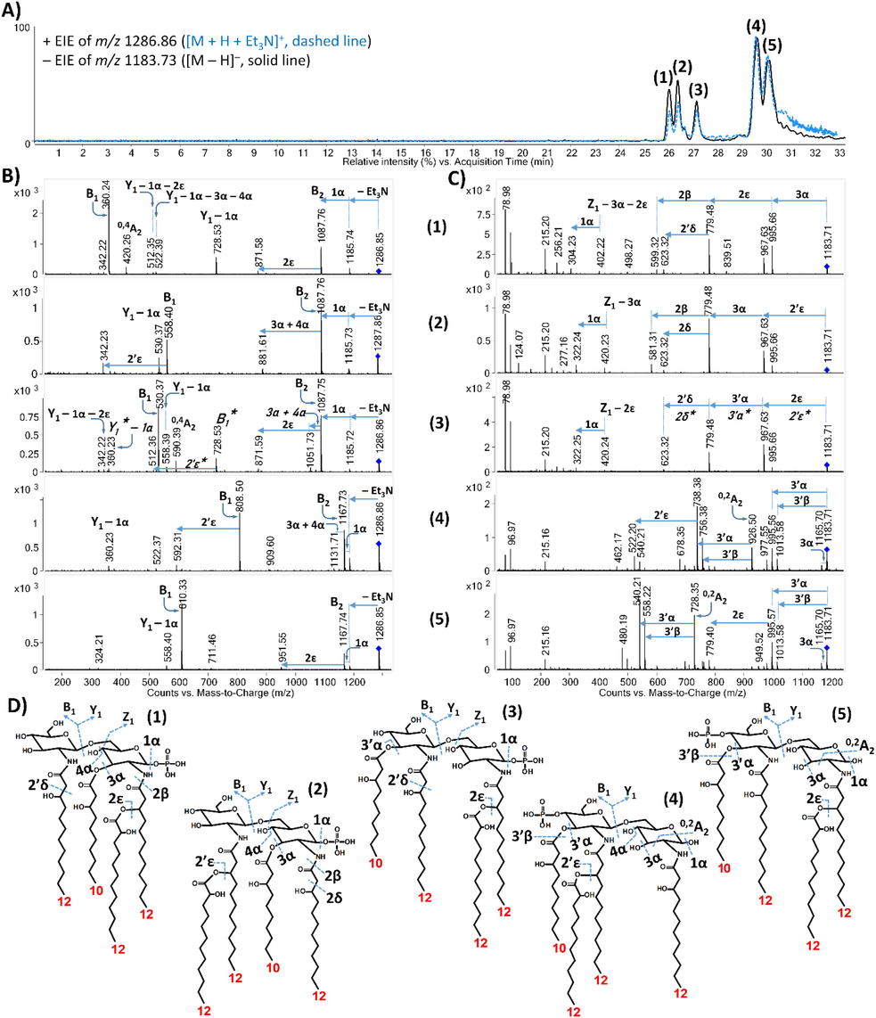 Structural characterization of the representative tetra-acylated lipid A isomers (compounds 1 – 5) from PAO1. (A) Overlaid and aligned electropherograms of the [M + H + Et3N]+ ion extracted at m/z 1286.86 and the [M – H]– ion extracted at m/z 1183.73 obtained by NACE–ESI-QTOF MS analysis in positive and negative ionization modes, respectively. (B, C) Tandem mass spectra of the isomers achieved by positive and negative ion CID, respectively. (D) Proposed structures of the separated isomers with the depiction of all the cleavage sites cleaved in either the positive or the negative ion CID experiment. Italic labels correspond to the co-migrating isomer, compound 3* (see structure in Fig. S1).