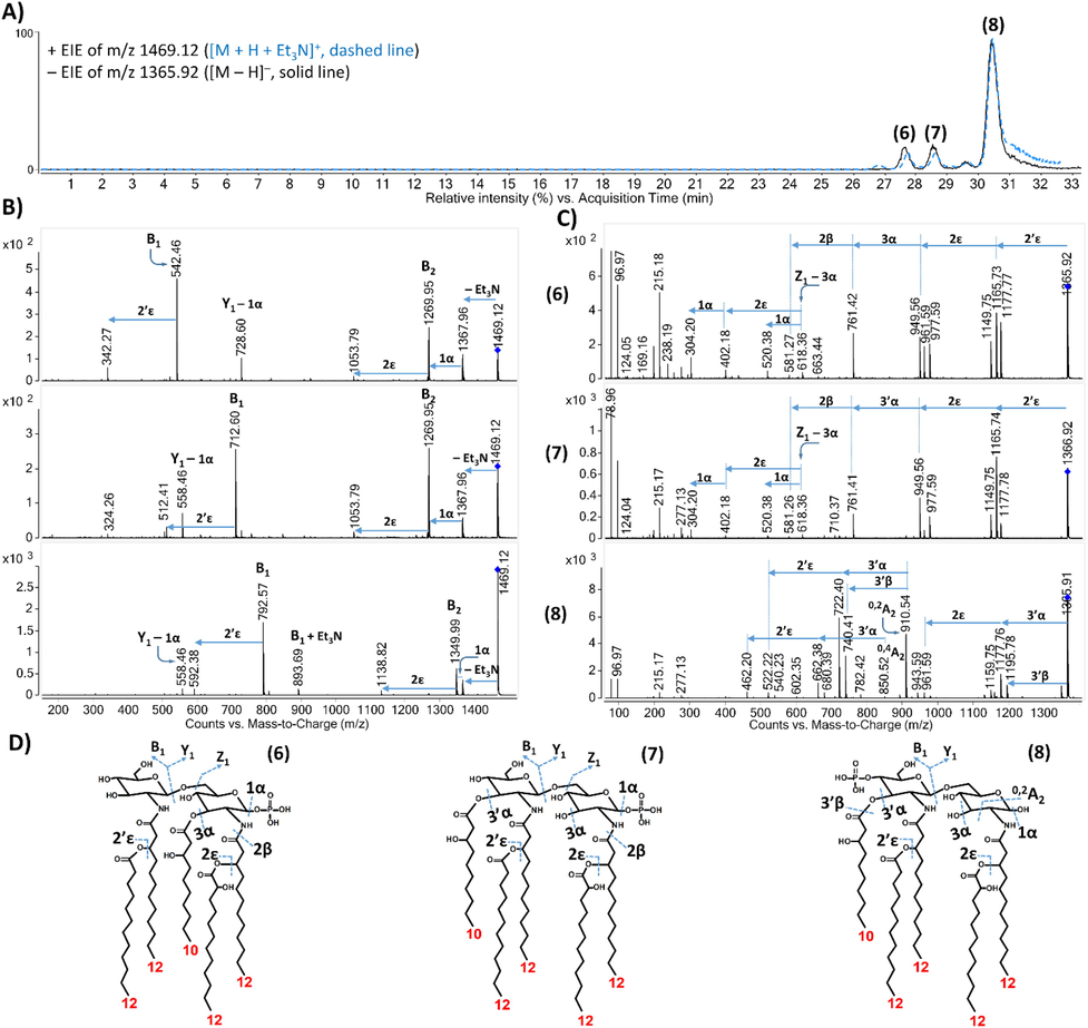 Structural characterization of the representative penta-acylated lipid A isomers (compounds 6, 7, and 8) from PAO1. (A) Overlaid and aligned electropherograms of the [M + H + Et3N]+ ion extracted at m/z 1469.12 and the [M – H]– ion extracted at m/z 1365.92 obtained by NACE–ESI-QTOF MS analysis in positive and negative ionization modes, respectively. (B, C) Tandem mass spectra of the isomers achieved by positive and negative ion CID, respectively. (D) Proposed structures of the separated isomers with the depiction of all the cleavage sites cleaved in either the positive or the negative ion CID experiment.