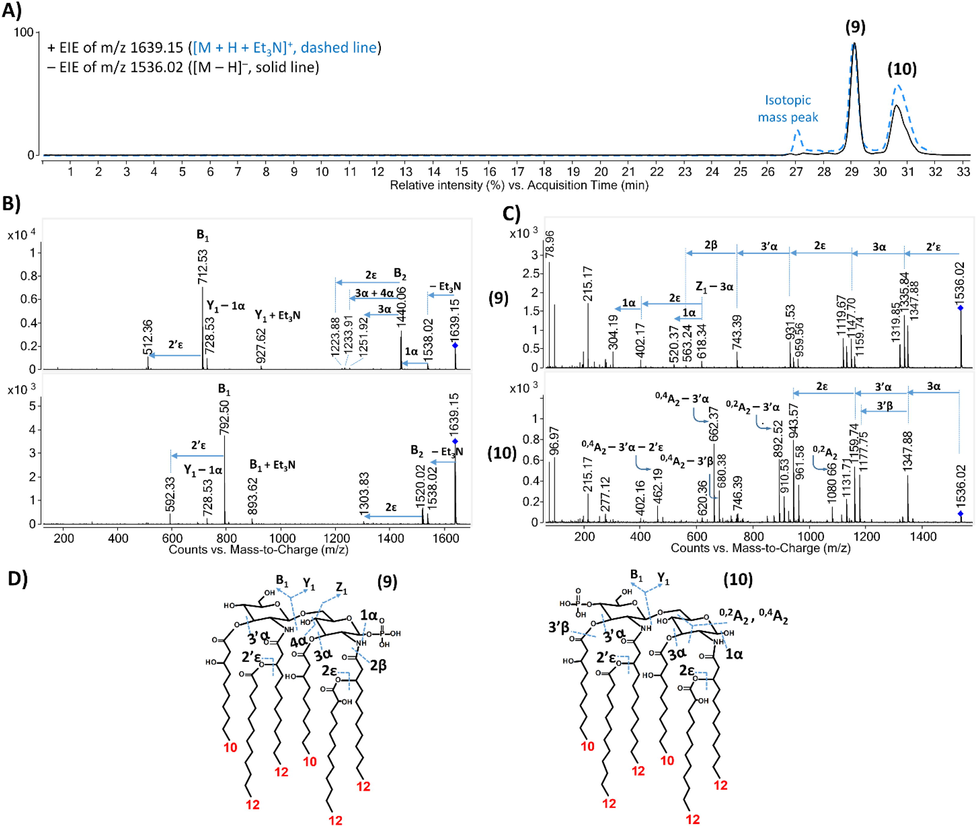 Structural characterization of the representative hexa-acylated lipid A isomers (compounds 9 and 10) from PAO1. (A) Overlaid and aligned electropherograms of the [M + Et3N]+ ion extracted at m/z 1639.15 and the [M – H]– ion extracted at m/z 1536.02 obtained by NACE–ESI-QTOF MS analysis in positive and negative ionization modes, respectively. (B, C) Tandem mass spectra of the isomers achieved by positive and negative ion CID, respectively. (D) Proposed structures of the separated isomers with the depiction of all the cleavage sites cleaved in either the positive or the negative ion CID experiment.