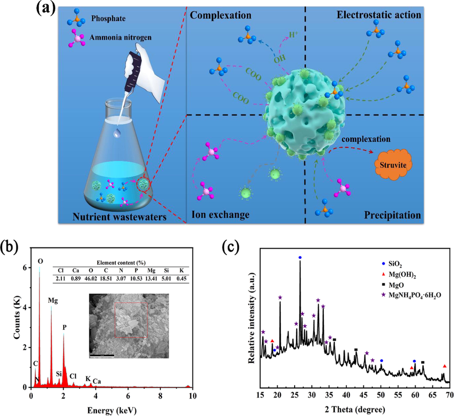 (a) Proposed adsorption mechanism for uptake of phosphate and ammonia nitrogen onto CMBA. (b) EDX spectra of CMBA after adsorption. (c) XRD patterns of CMBA after adsorption.