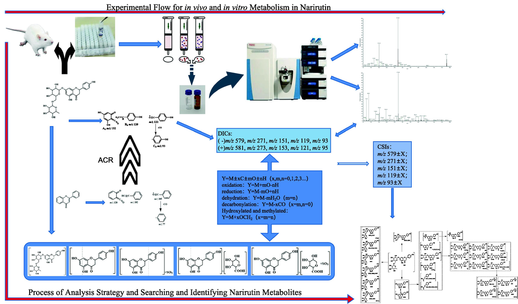 Schematic diagram of analysis strategies and the experimental processes of Narirutin metabolism in vitro and in vivo.