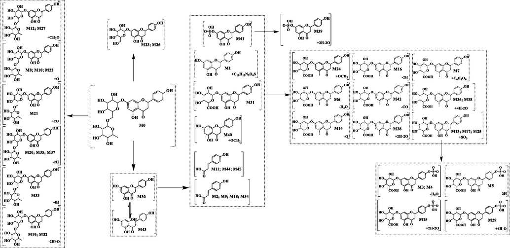 Metabolic Pathway Profiling and Verification.