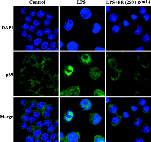 Effects of EE on LPS-stimulated nuclear translocation of NF-κB. Nuclear translocation of NF-κB p65 was assessed under a laser scanning confocal microscope. NF-κB p65 (green) was detected using Alexa Fluor 488-labeled immunostaining, and nuclear (blue) was stained using DAPI.