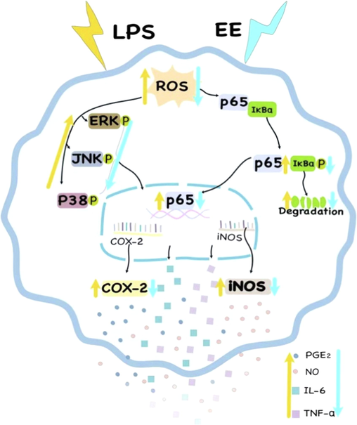 The putative mechanism of R. beesianus rhizome EE inhibited LPS-stimulated over-secretion of pro-inflammatory mediators and cytokines via repressing ROS-mediated activation of MAPK and NF-κB pathways in RAW 264.7 macrophages.