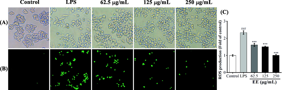 Effects of EE on ROS production in RAW264.7 macrophages induced by LPS. (A) RAW264.7 cells' morphology was observed by a phase-contrast microscope (200 × magnification). (B) Intracellular ROS was detected using DCFH-DA fluorescent probe, which was observed by fluorescence microscopy (100 × magnification). (C) Relative ROS levels in macrophages were quantified by a microplate reader.