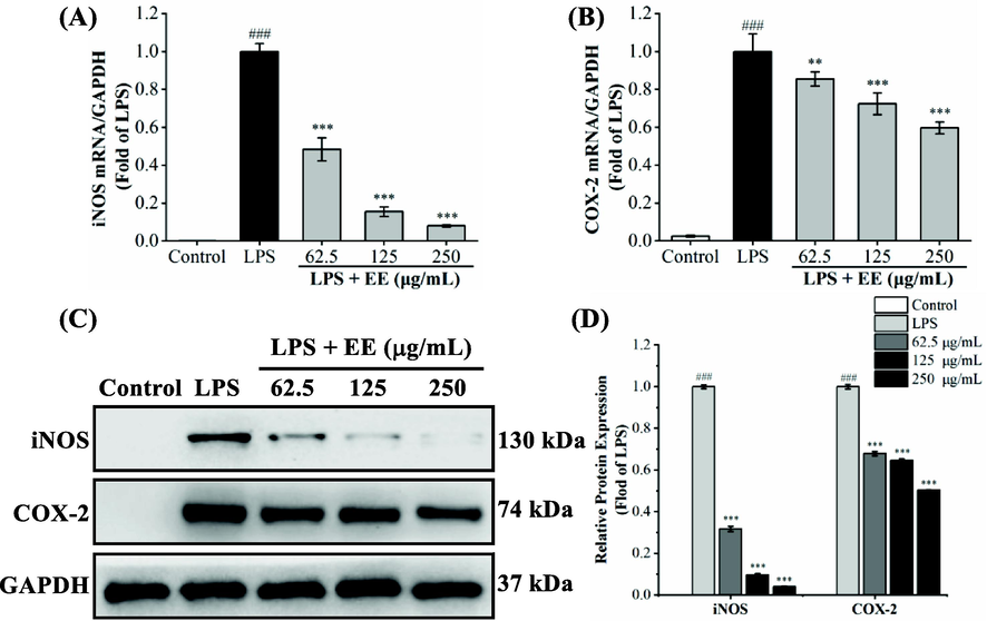 Effects of EE on mRNA and protein overexpression of iNOS and COX-2 in RAW264.7 macrophages stimulated by LPS. The internal reference was GAPDH. (A, B) qRT-PCR analyzed the mRNA relative expression levels of iNOS and COX-2. (C, D) The protein levels of iNOS and COX-2 were determined by western blot. Results expressed the mean ± SD. ###p < 0.001 vs. control group. **p < 0.01, ***p < 0.001 vs. LPS group.
