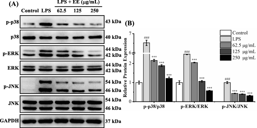 Effects of EE on LPS-stimulated MAPKs phosphorylation. The internal reference was GAPDH. (A) The phosphorylated and total protein levels of p38, ERK, and JNK were measured using a western blot. (B) The ratio of phosphorylated protein to total protein was expressed as the mean ± SD. ###p < 0.001 vs. control group. ***p < 0.001 vs. LPS group.