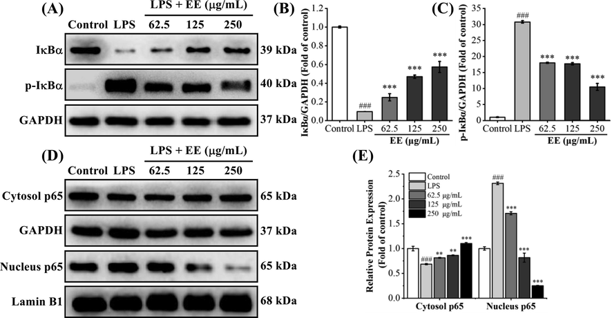 Effects of EE on LPS-stimulated NF-κB activation. (A–C) The protein levels of IκBα and p-IκBα were detected using western blot. (D, E) The protein levels of cytosol p65 and nucleus p65 were measured by western blot. Results expressed mean ± SD. ###p < 0.001 vs. control group. **p < 0.01, ***p < 0.001 vs. LPS group.