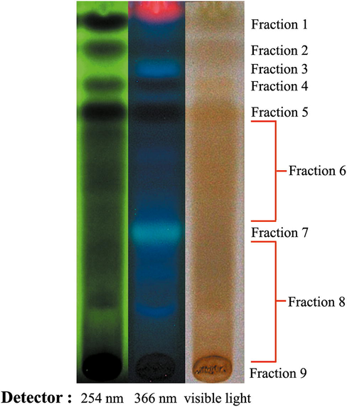 TLC Chromatogram of hydroethanolic longan leaf extract under the UV-254, 366 nm and white light using ethyl acetate: formic acid: acetic acid: water 100:11:11:26 (v/v/v/v) as a mobile phase. The extract was fractionated into nine portions.