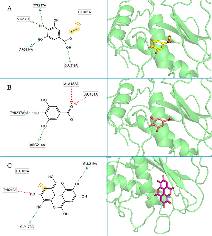 The 2D and 3D protein–ligand interactions of each compound at the collagenase enzyme active site (PBD ID: 1CGL), (A) ethyl gallate, (B) gallic acid, (C) ellagic acid.