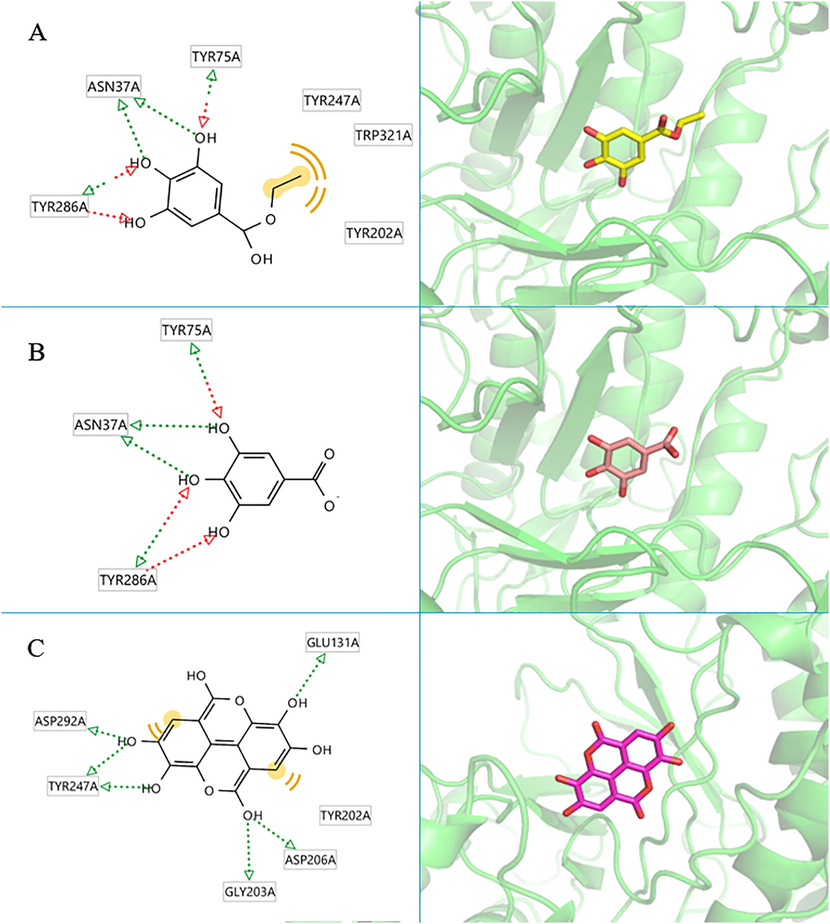 The 2D and 3D protein–ligand interaction of each compound at the hyaluronidase enzyme active site (PBD ID: 2PE4), (A) ethyl gallate, (B) gallic acid, (C) ellagic acid.