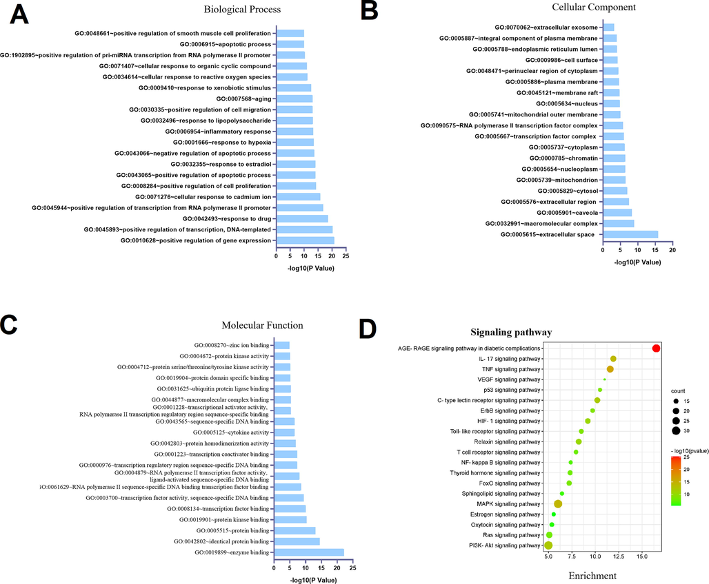 Dot plot of the top 20 functional enrichment results. (A) Biological process. (B) Molecular function. (C) Cellular component. (D) KEGG signaling pathway.