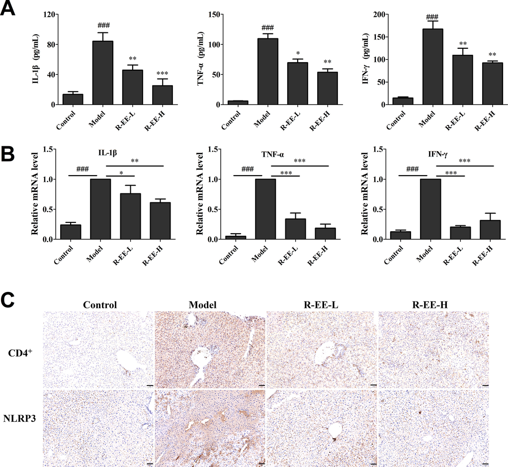 Effects of R-EE on Con A-induced hepatitis. (A) Secretions of IL-1β TNF-α, and IFN-γ in serum (ELISA), (B) mRNA expression of IL-1β TNF-α, and IFN-γ (qRT-PCR), (C and D) Expression of CD4+ and NLRP3 (examined by IHC, magnification 20 × ). Data (n = 6) are expressed as the mean ± SEM. ###p < 0.001, compared with normal; *p < 0.05, ** p < 0.01, *** p < 0.001, compared with model.