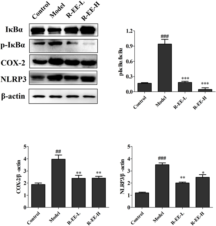 Protein expression of IκBα, p-IκBα, COX-2, and NLRP3 ConA-induced hepatitis treated with R-EE (n = 3). ##p < 0.01, ###p < 0.001, compared with normal; *p < 0.05, **p < 0.01, significant difference vs. model.