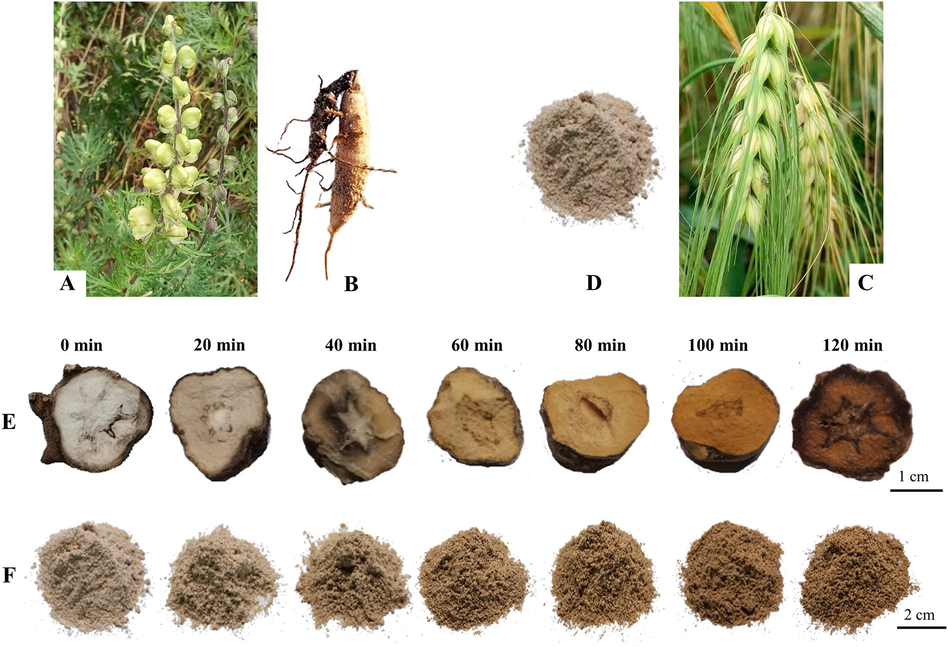 The original plants of (A) A. pendulum in their natural habitats and (B) the fresh roots; (C) the original plants of Hordeum vulgare L. var. nudum Hook. f and (D) powder of the seeds (Zanba); (E) TBC stir-fried with Zanba for different time points and (F) the corresponding Zanba.