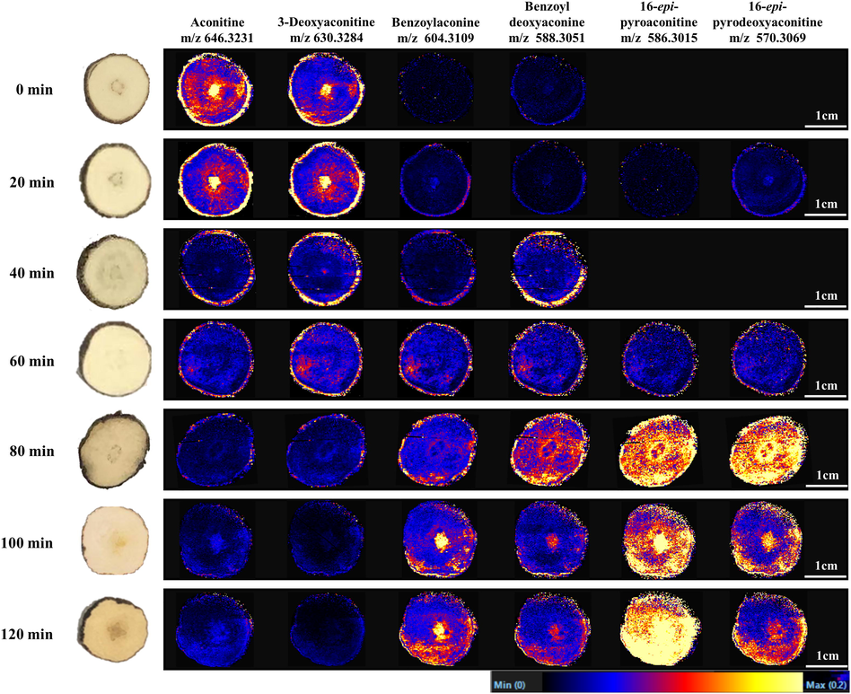 DESI-MS images of six major metabolic markers in raw and processed TBC stir-fried for different times.