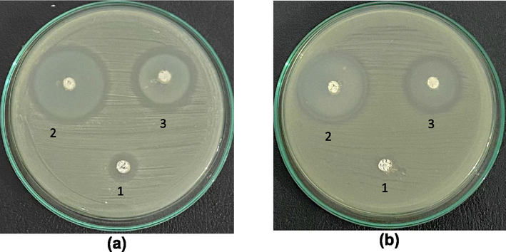 Antibacterial activity against (a) S. aureus and (b) E. coli; (1) ZnOnano-com, (2) ZnOnano-synth synthesized at 60 °C, and (3) ZnOnano-synth synthesized at 150 °C.