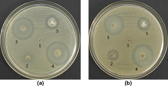 Antibacterial activity against (a) S. aureus and (b) E. coli; (1) SiG, (2) chi-SiG, (3) Znsalt-[chi-SiG], (4) ZnOnano-synth-[chi-SiG], and (5) ZnOnano-com-[chi-SiG].