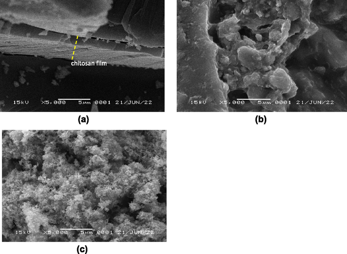 SEM images of (a) chi-SiG, (b) ZnOnano-synth-[chi-SiG], and (c) ZnOnano-com-[chi-SiG] with 5000 × magnification.