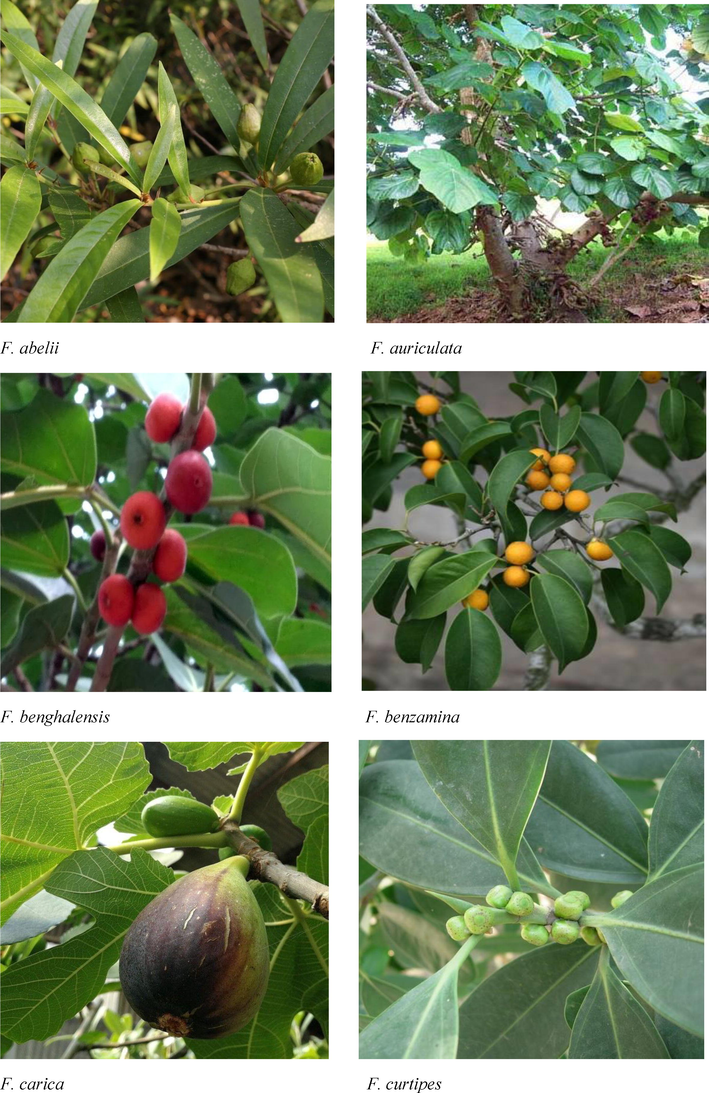 Morphological features of Indian Ficus species.