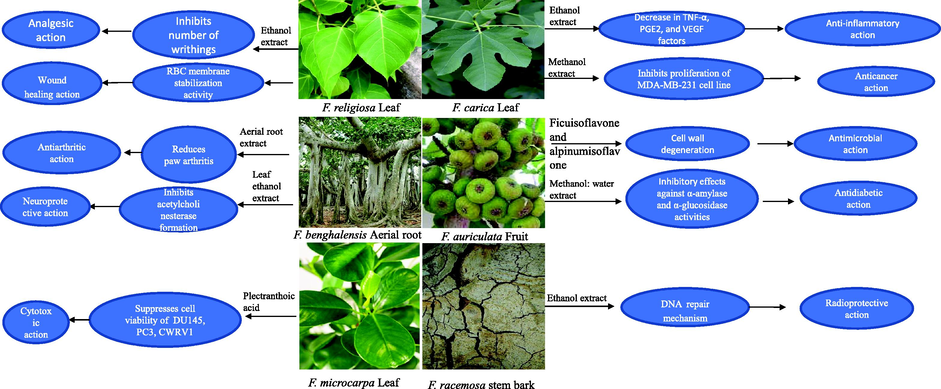 Different pharmacological actions of different parts of some important Indian Ficus species.