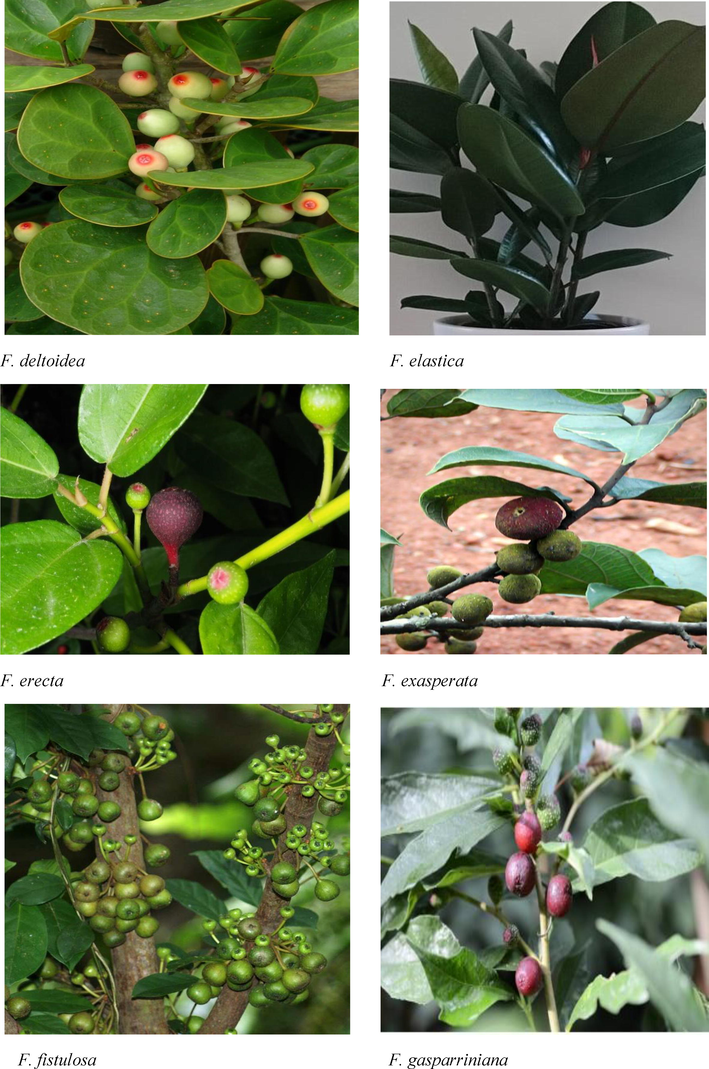 Morphological features of Indian Ficus species.