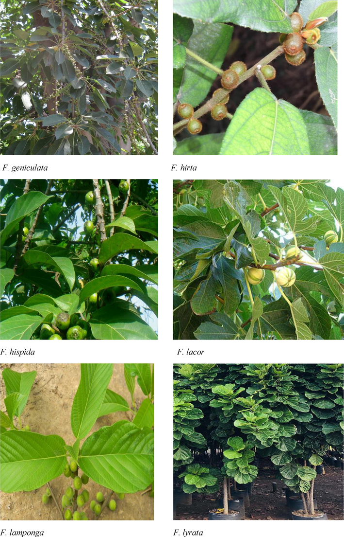 Morphological features of Indian Ficus species.