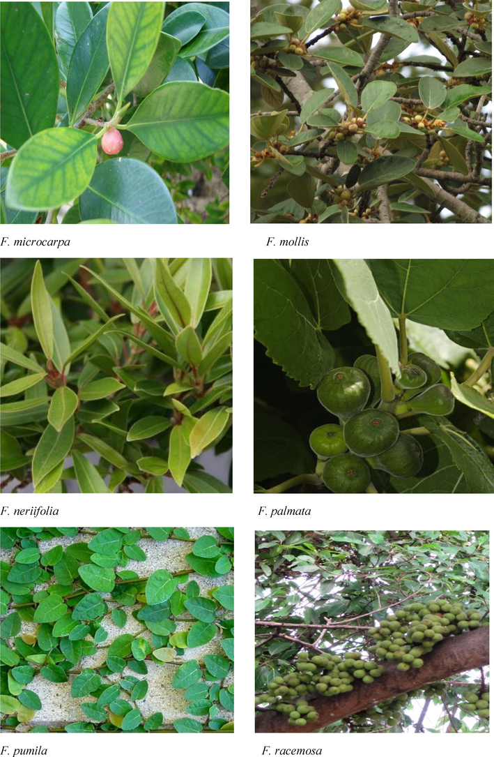 Morphological features of Indian Ficus species.