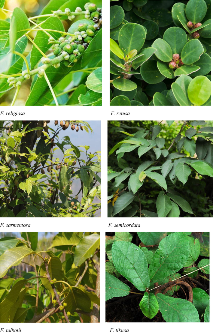 Morphological features of Indian Ficus species.