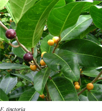 Morphological features of Indian Ficus species.